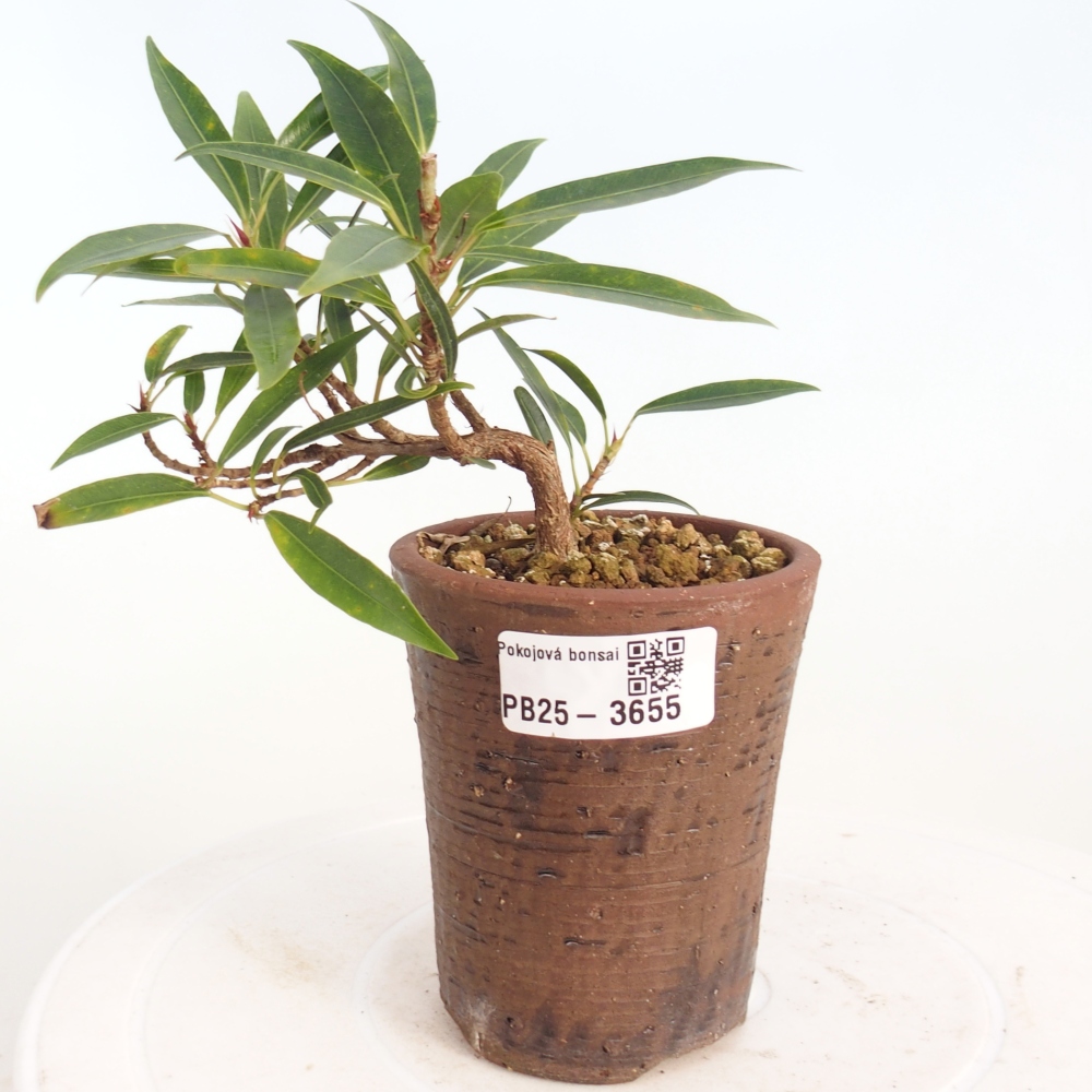 Camera bonsai - Ficus nerifolia - ficus a foglie piccole
