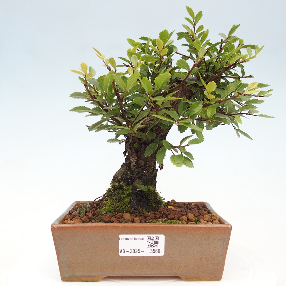 Bonsai da esterno - Zelkova - Zelkova NIRE
