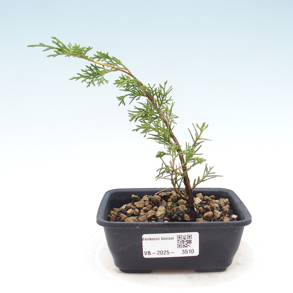 Bonsai da esterno - Juniperus chinensis Itoigawa
