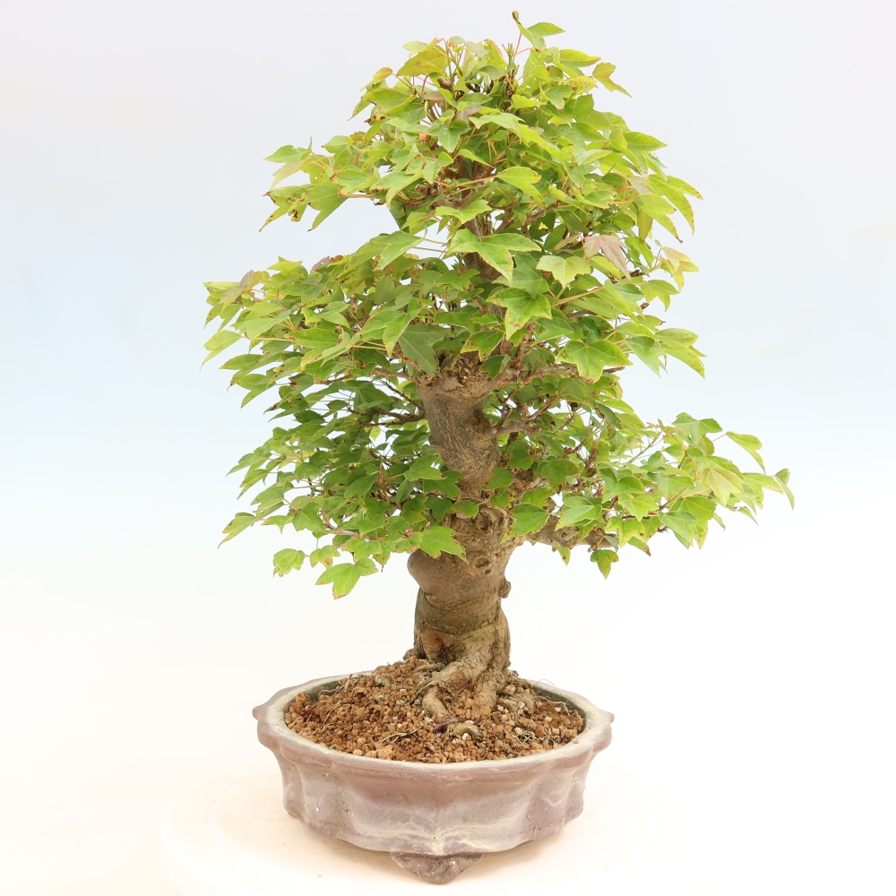 Bonsai da esterno - Acero Burger - Acer Burgerianum
