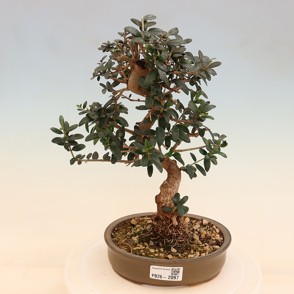 Bonsai da interno - Olea europaea sylvestris