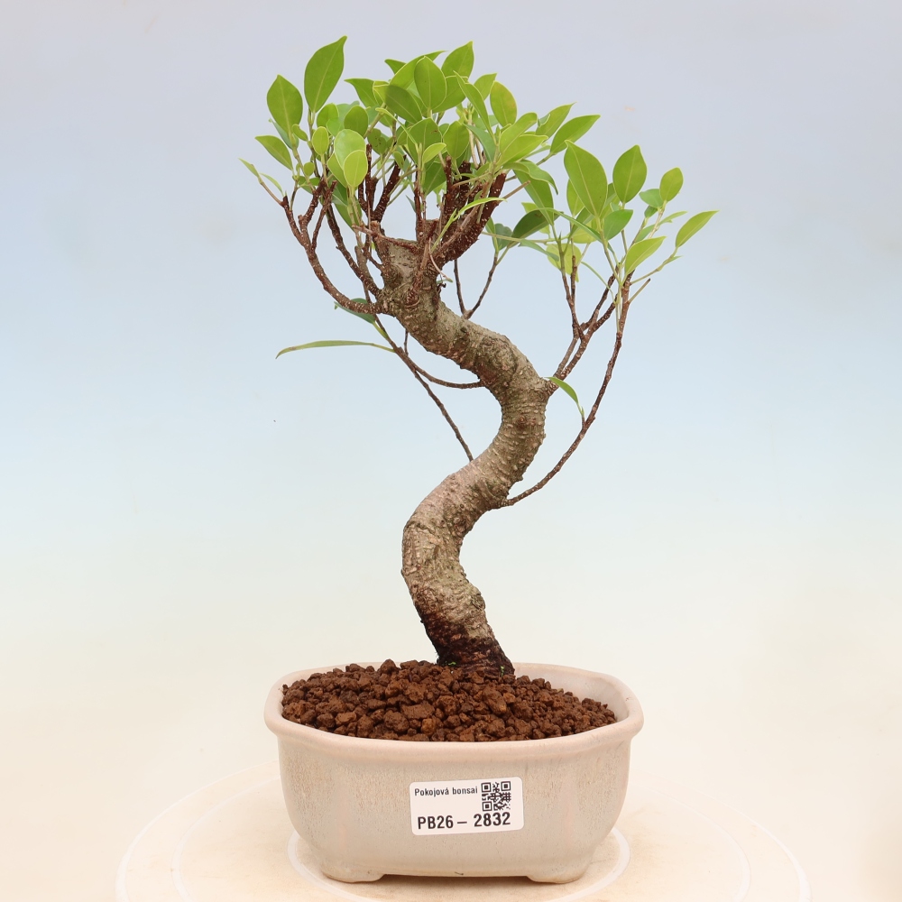 Camera bonsai - Ficus kimmen - ficus a foglie piccole