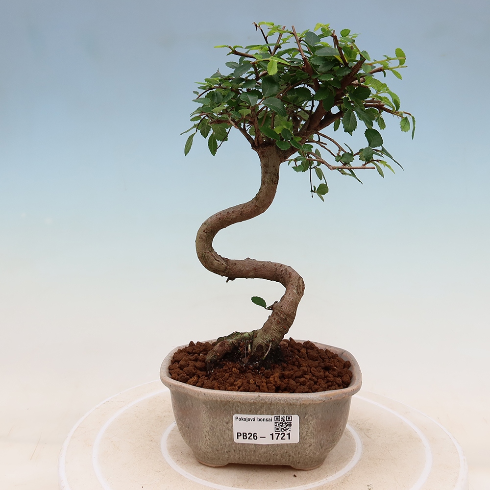 Camera bonsai - Ulmus parvifolia - Olmo a foglie piccole