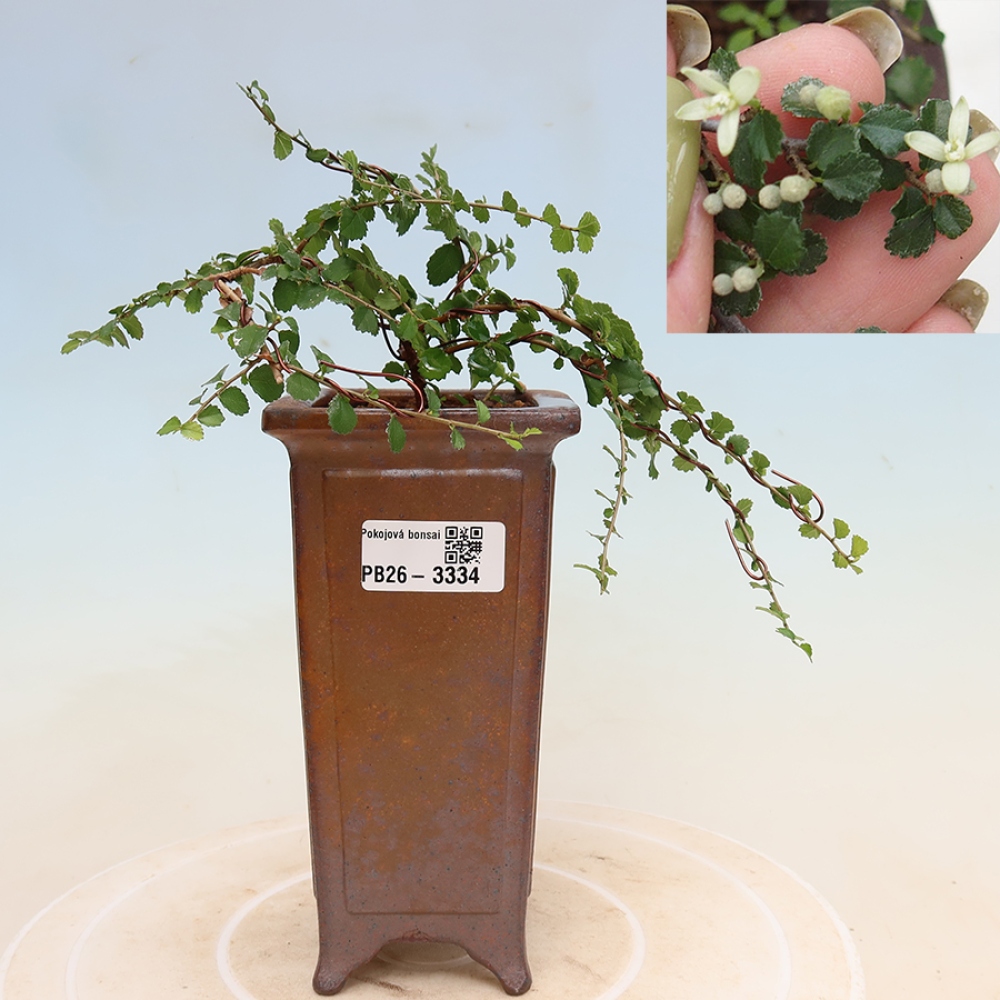 Camera bonsai - Grewia sp. - Grewia malafolia