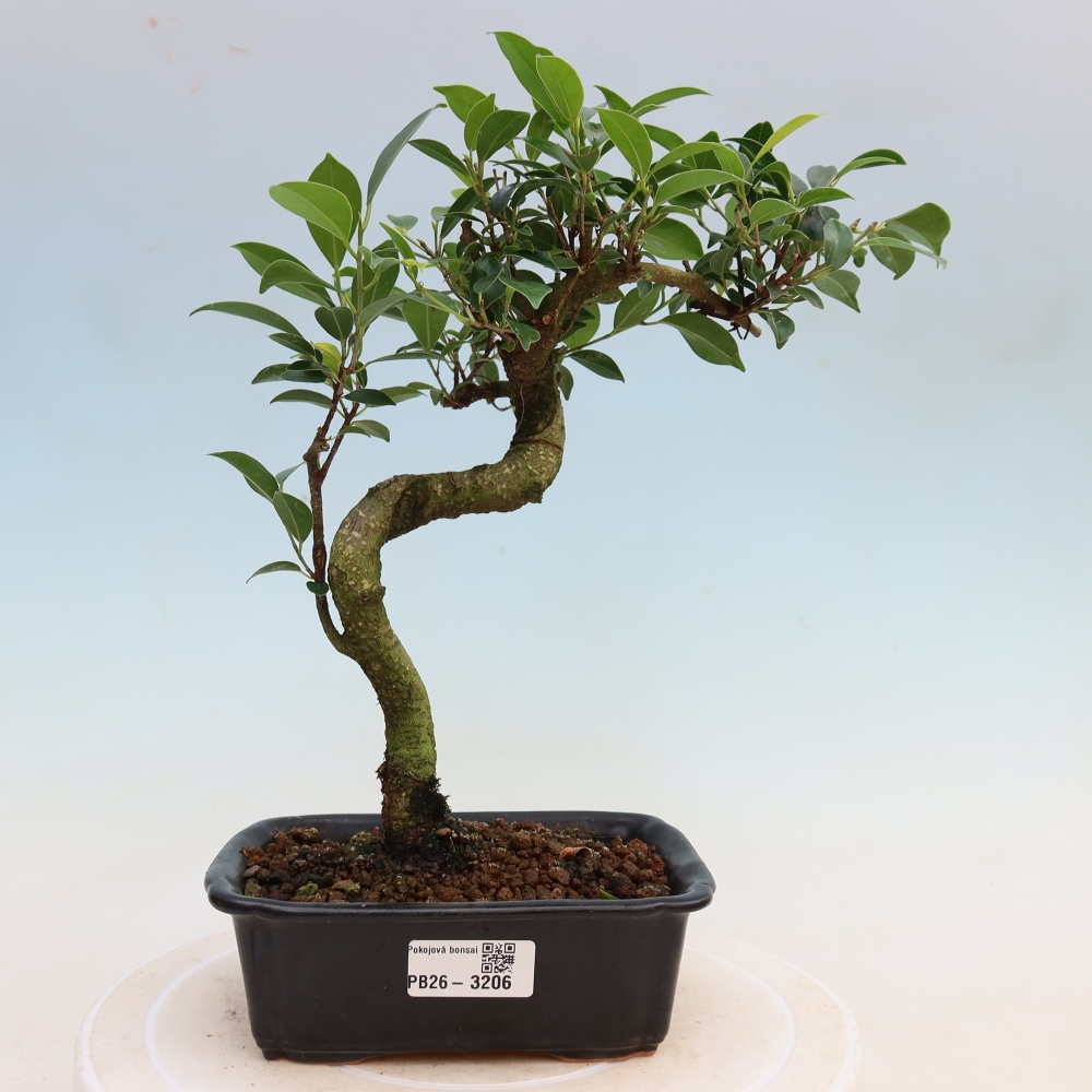 Camera bonsai - Ficus kimmen - ficus a foglie piccole