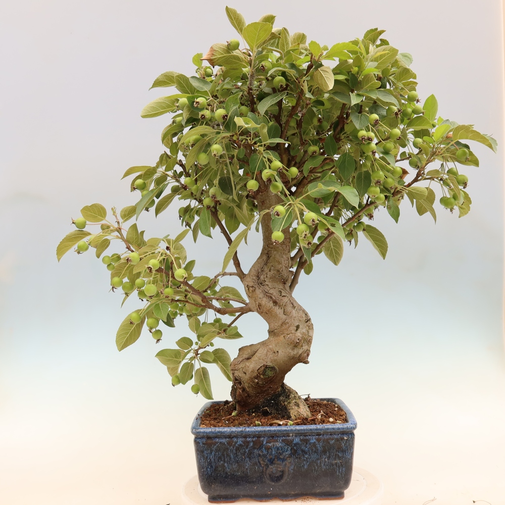 Bonsai da esterno -Malus halliana - Melo a frutto piccolo