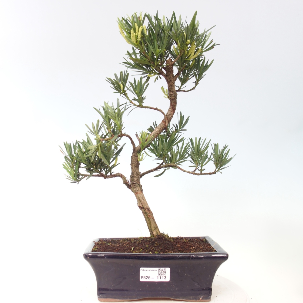 Camera bonsai - Podocarpus - Tasso delle pietre