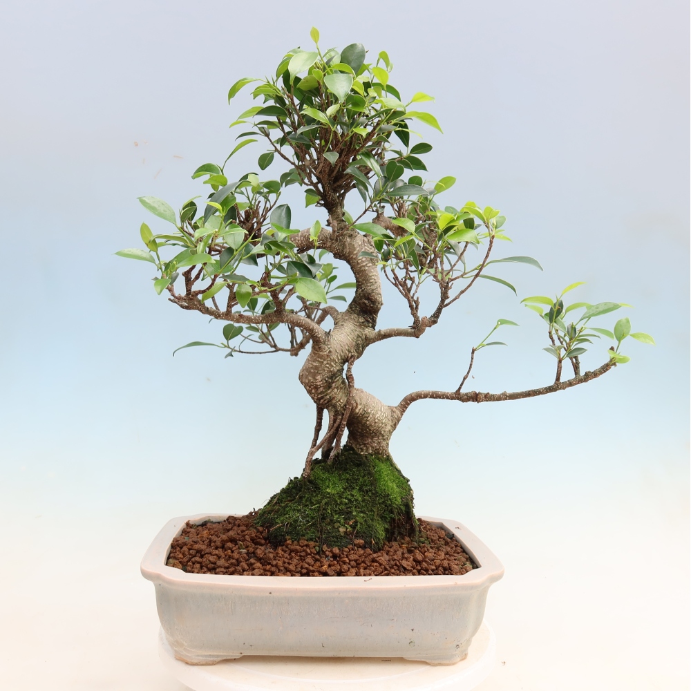 Camera bonsai - Ficus kimmen - ficus a foglie piccole