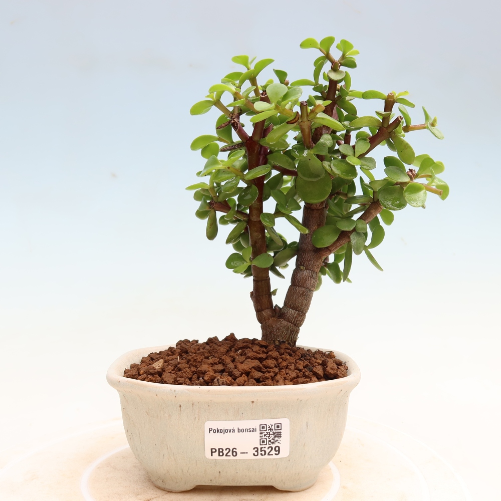 Camera bonsai - Portulakaria Afra - Tlustice