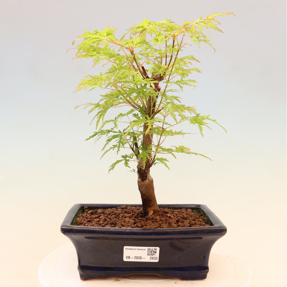 Bonsai da esterno - Acer palmatum Dissectum