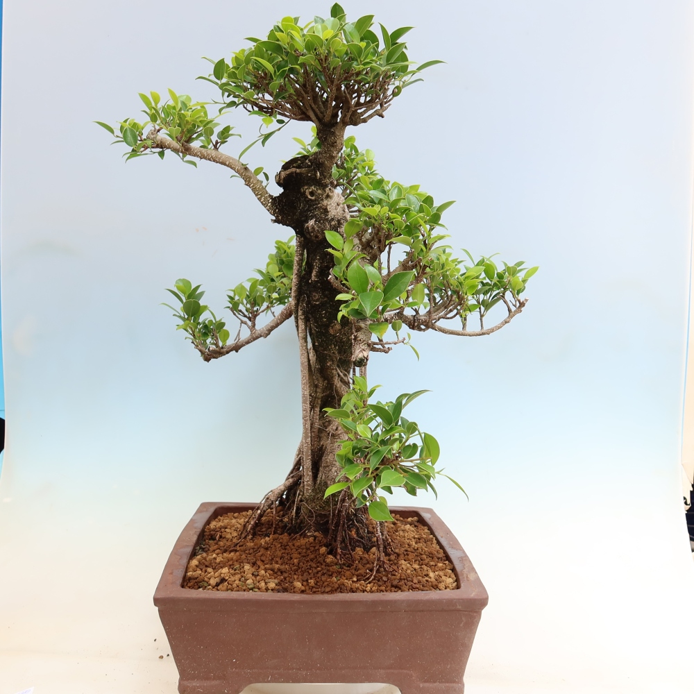 Camera bonsai - Ficus kimmen - ficus a foglie piccole