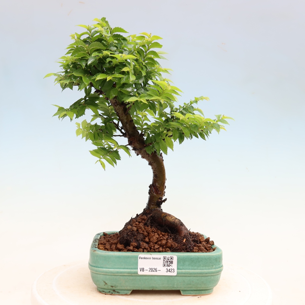 Bonsai da esterno - Ulmus Jacqueline Hillier - Olmo magnifico