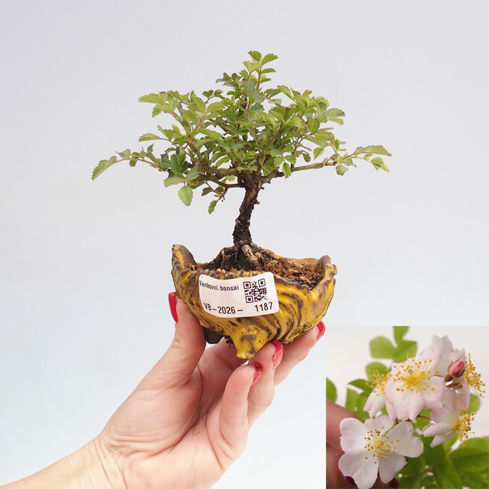 Bonsai da esterno - Rosa sp. - rosa a fiore piccolo