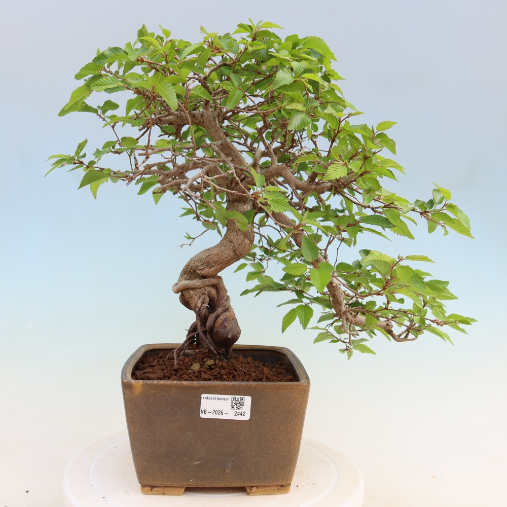 Bonsai da esterno -Carpinus Coreana - Carpino coreano
