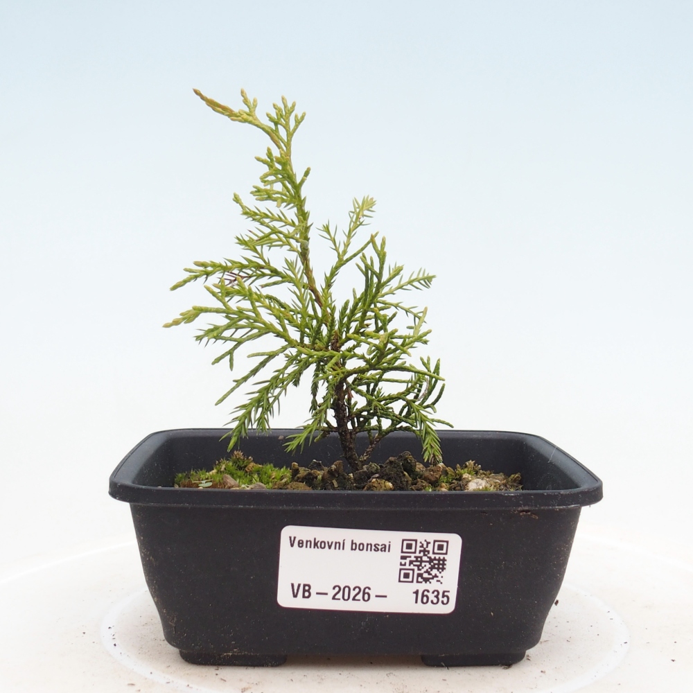 Bonsai da esterno - Juniperus chinensis Itoigawa