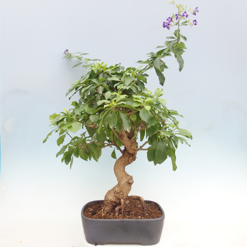 Camera bonsai - Duranta repens -Duranta