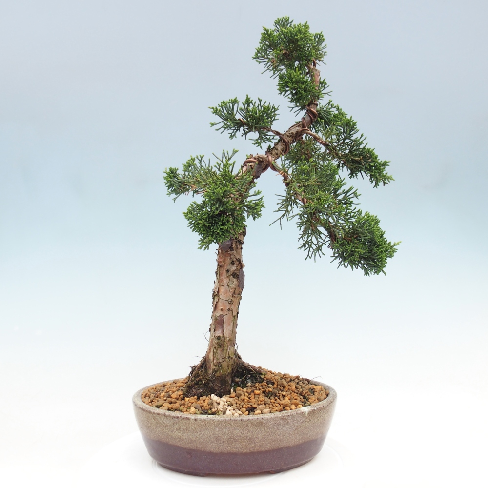 Bonsai da esterno - Juniperus chinensis Kishu