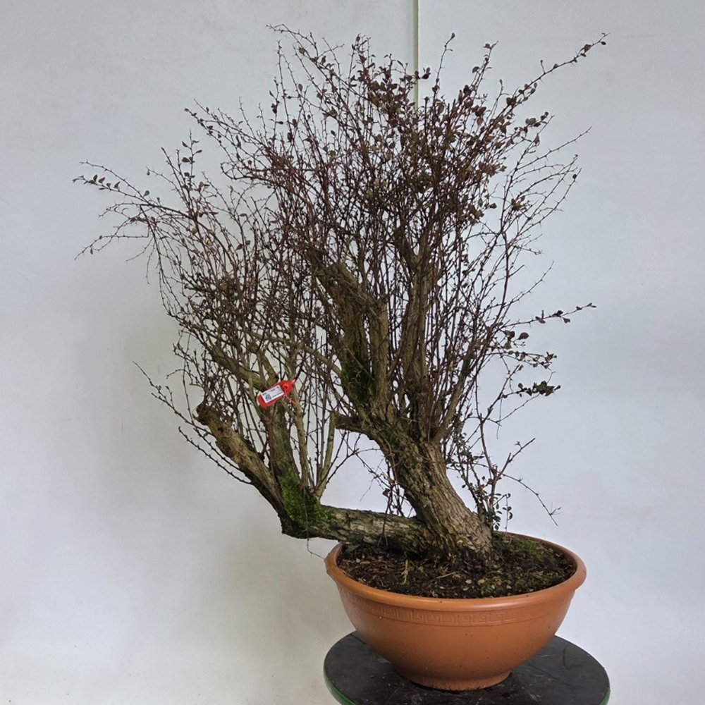 Bonsai da esterno - Crespino - Berberis thunbergii atropurpurea