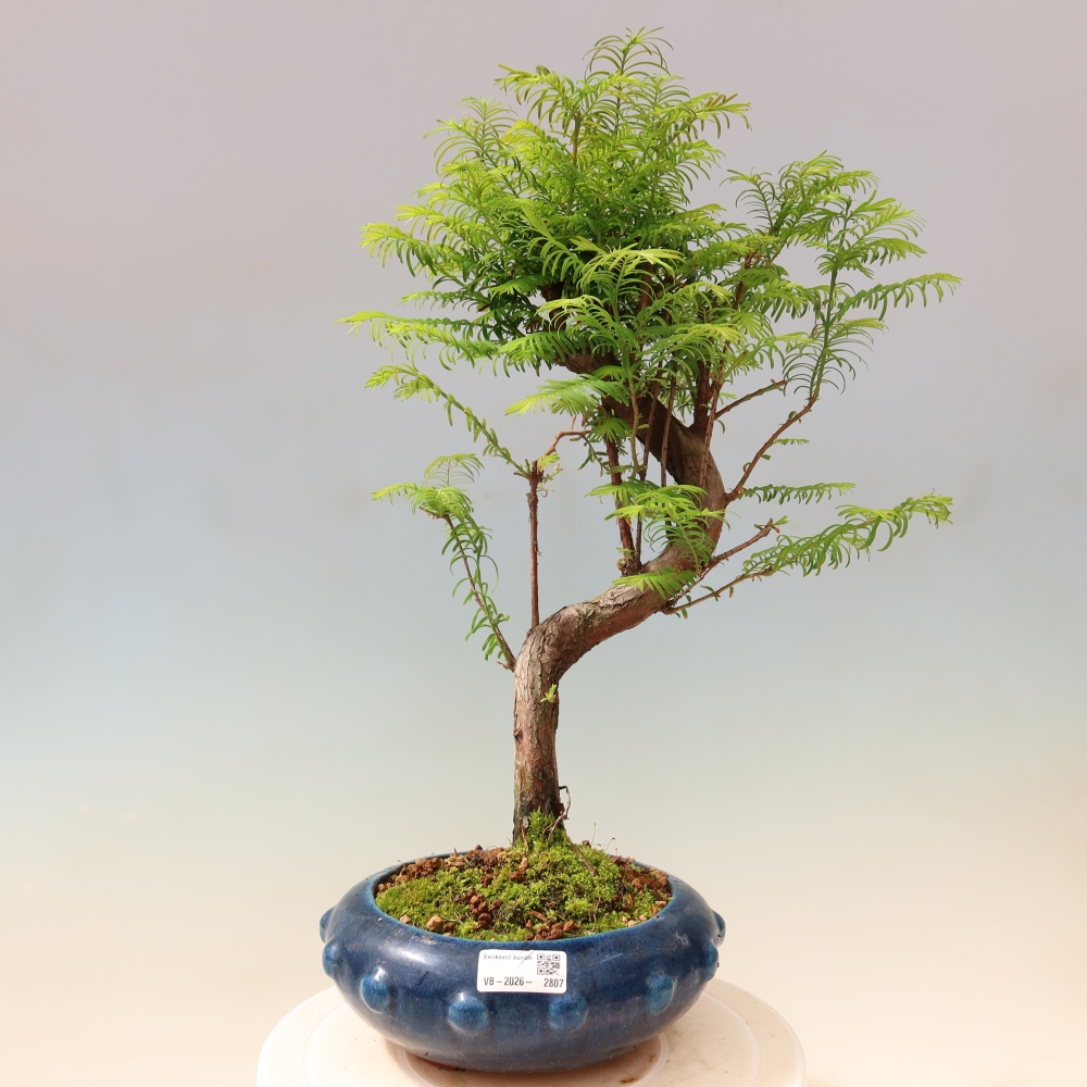 Bonsai da esterno - Metasequoia glyptostroboides - Metasequoia cinese