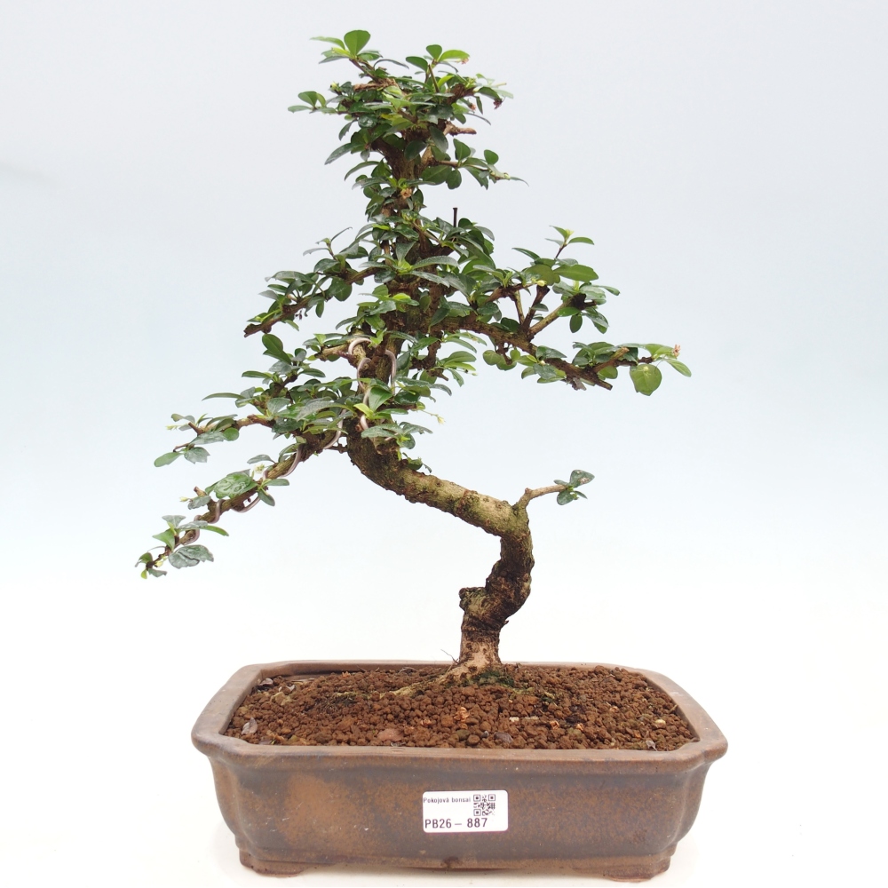 Camera bonsai - Carmona macrophylla - Tea fuki