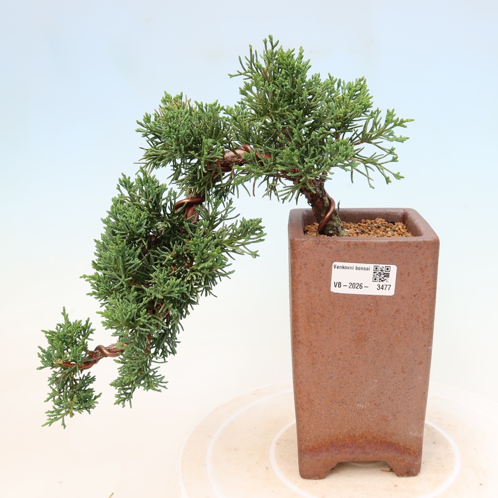 Bonsai da esterno - Juniperus chinensis Kishu
