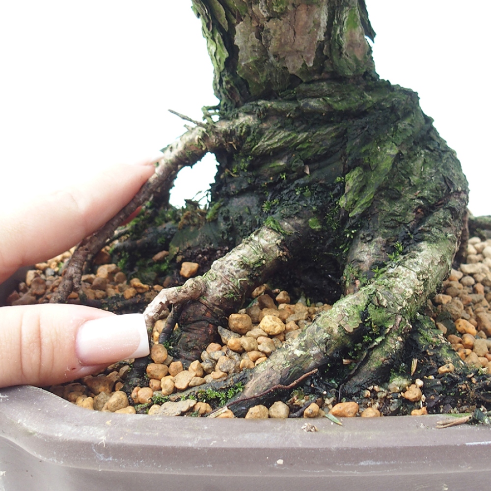Bonsai da esterno - Pinus thunbergii Kotobuki - Pino di Thunberg