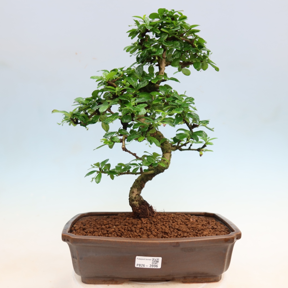 Camera bonsai - Carmona macrophylla - Tea fuki