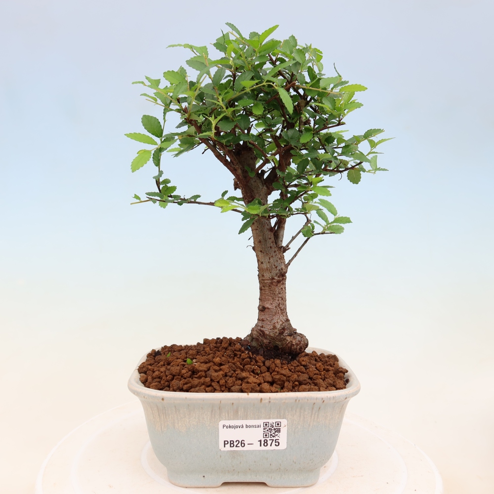 Camera bonsai - Ulmus parvifolia - Olmo a foglie piccole