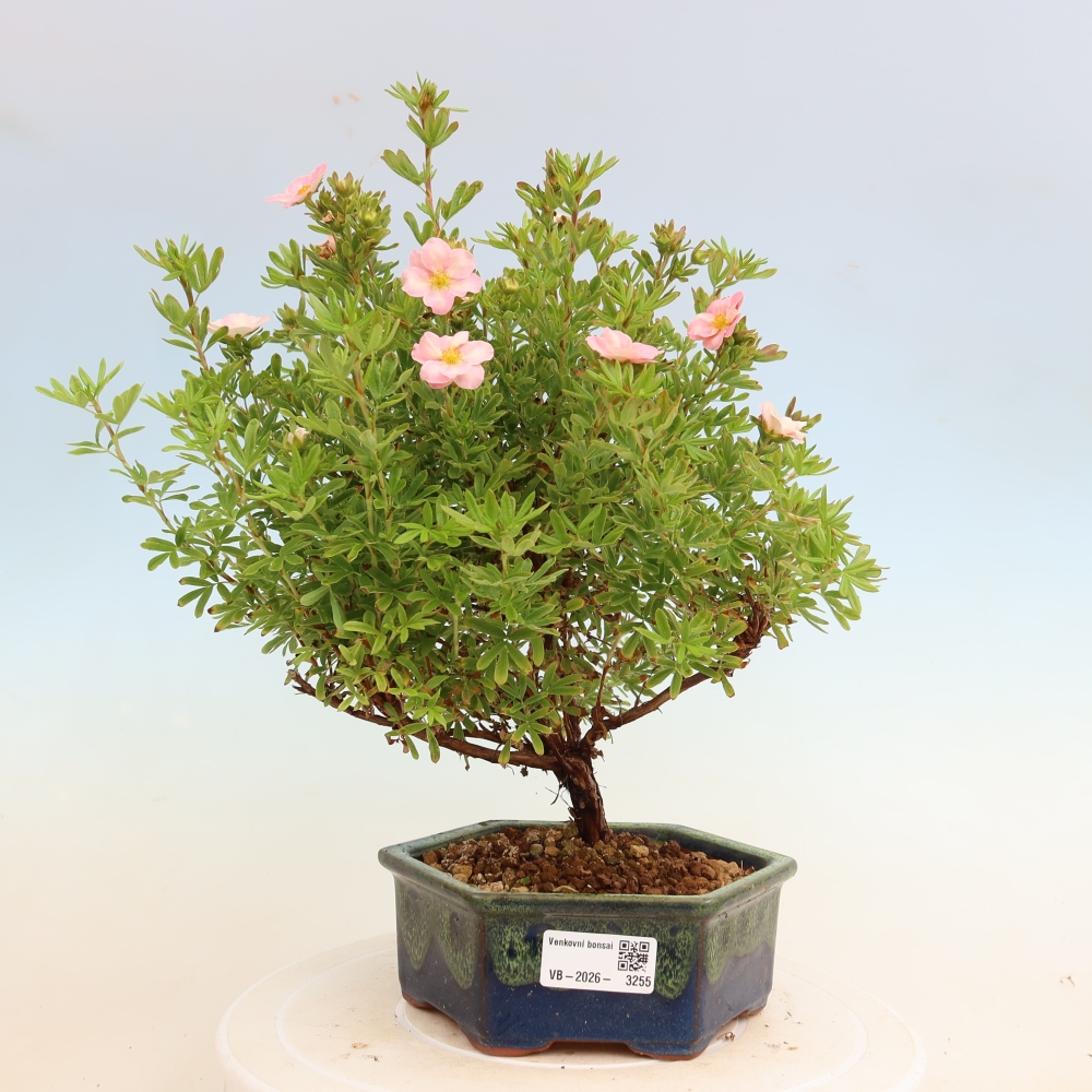 Bonsai da esterno - Potentilla fruticosa - Potentilla fruticosa Bellissima
