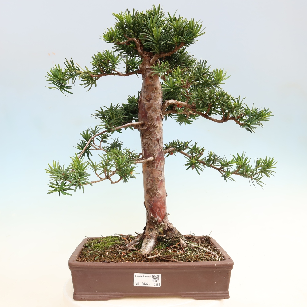 Bonsai da esterno - Taxus cuspidata - Tasso giapponese
