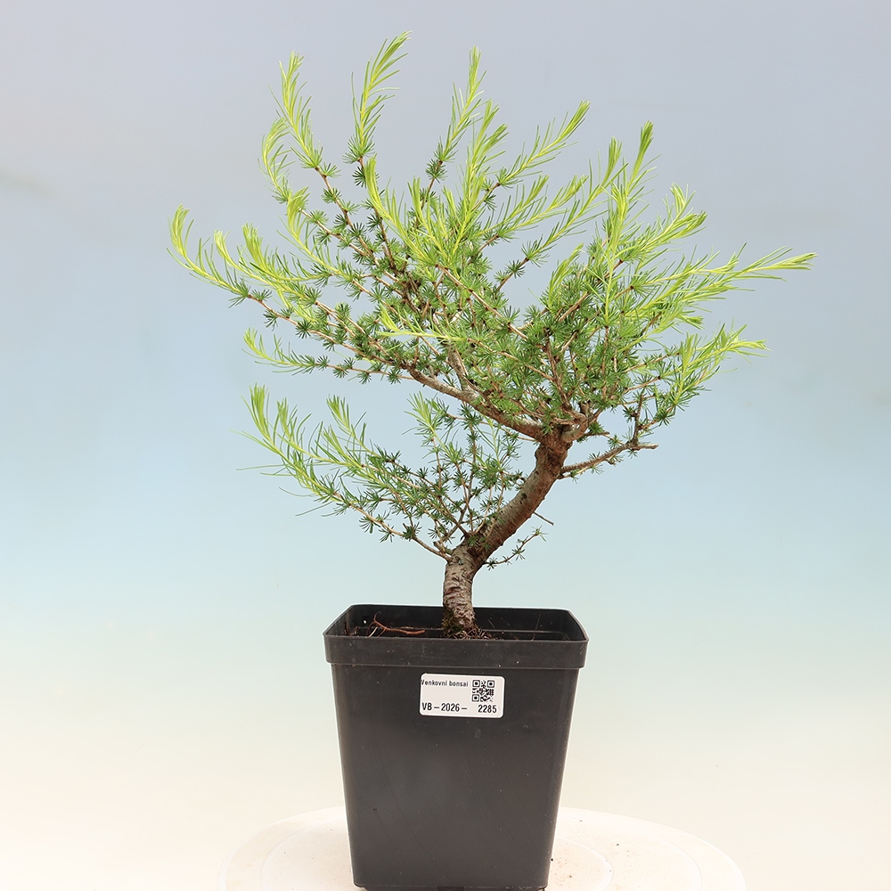 Bonsai da esterno -Larix decidua - Larice