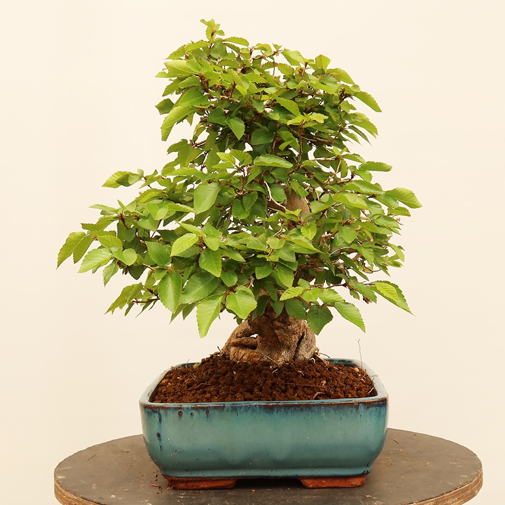 Bonsai da esterno -Carpinus Coreana - Carpino coreano