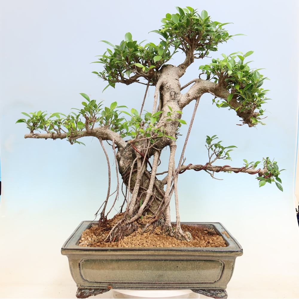 Camera bonsai - Ficus kimmen - ficus a foglie piccole