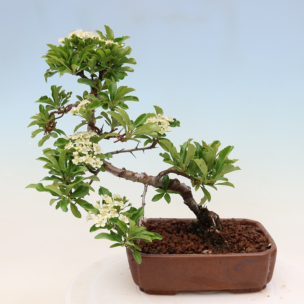 Bonsai da esterno - Pyracantha teton - Pyracantha scarlatta