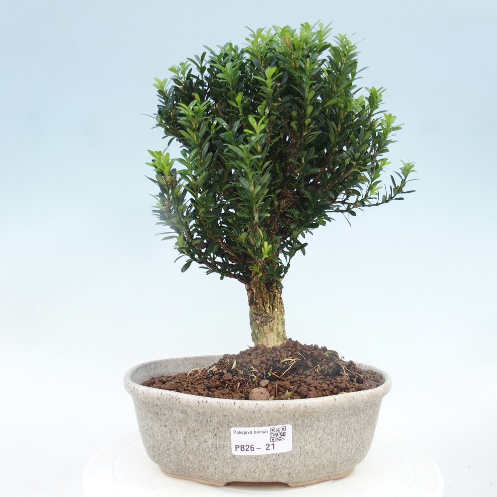 Camera bonsai - Buxus harlandii - buxus da sughero