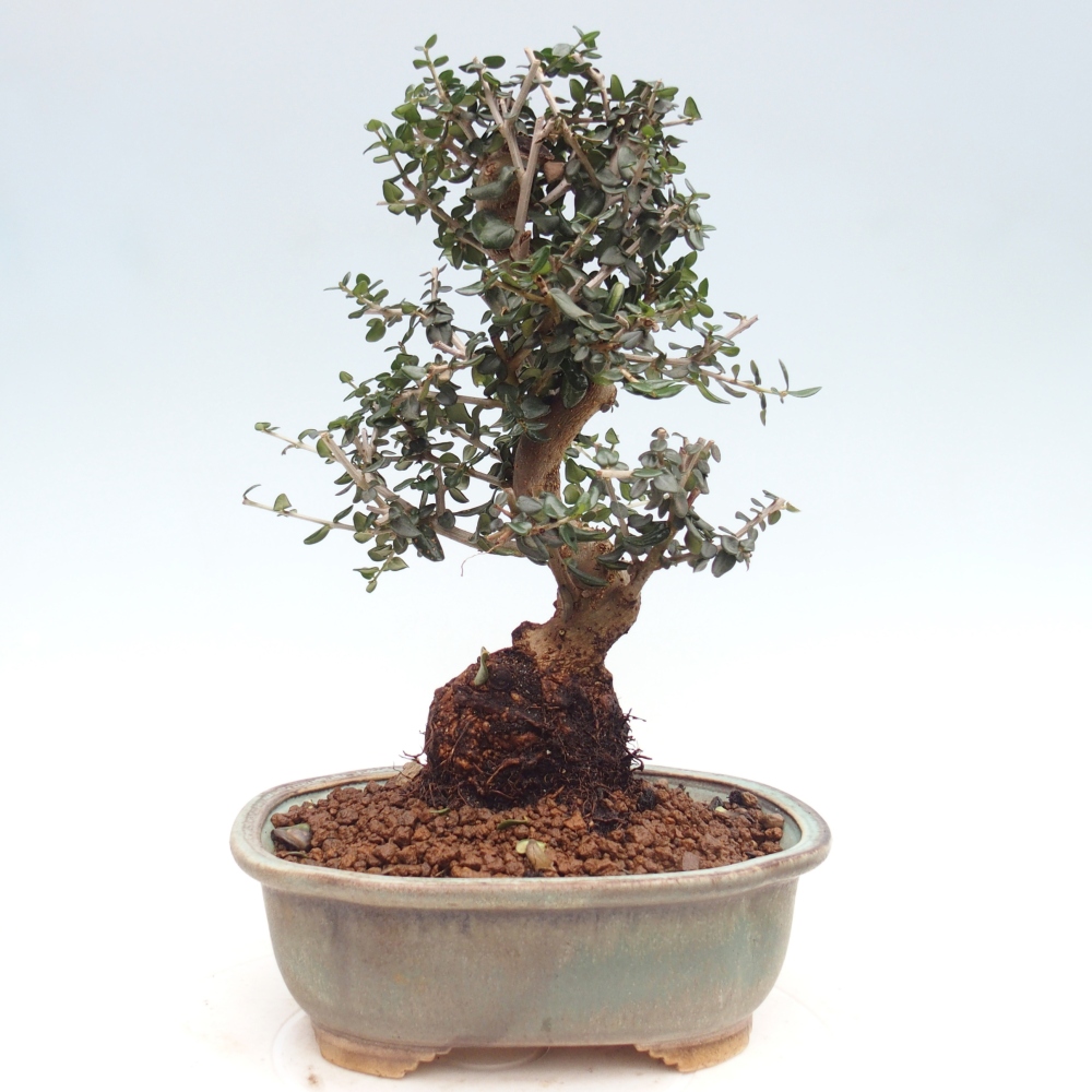 Bonsai da interno - Olea europaea sylvestris