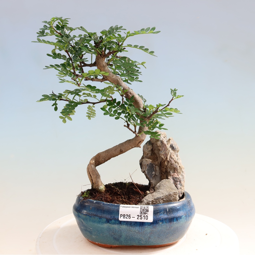 Camera bonsai - Zantoxylum piperitum - albero del pepe