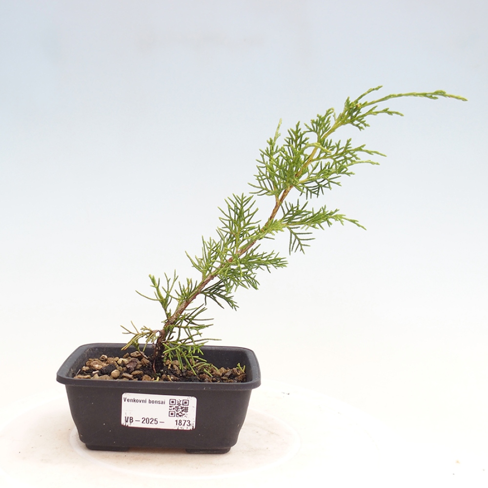 Bonsai da esterno - Juniperus chinensis Itoigawa