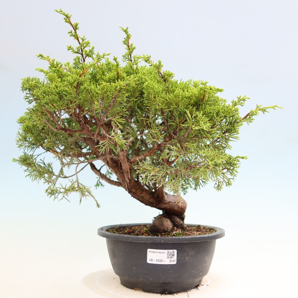 Bonsai da esterno - Juniperus chinensis Itoigawa-Juniperus chinensis