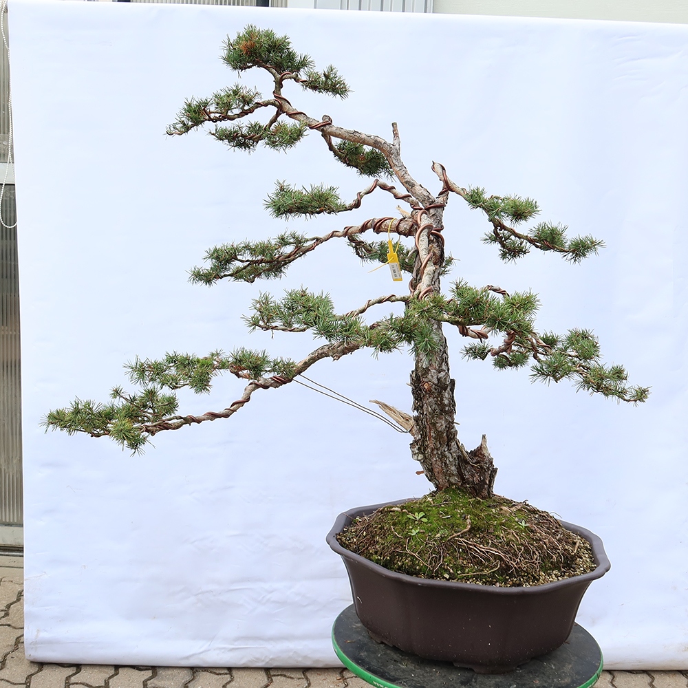Pinus sylvestris Spagna - pino silvestre