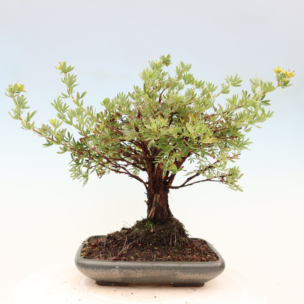 Bonsai da esterno - Potentila fruticosa