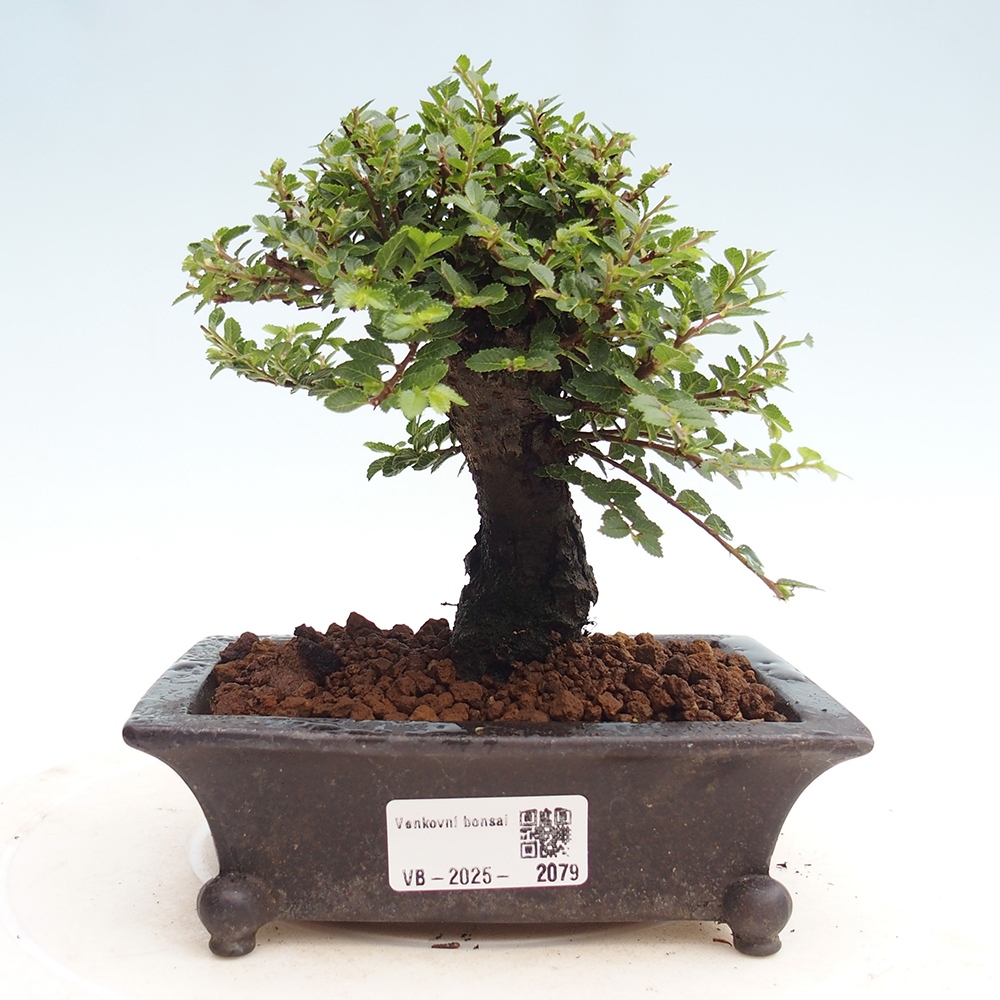 Bonsai da esterno - Ulmus parvifolia Hokkaido - Olmo cinese