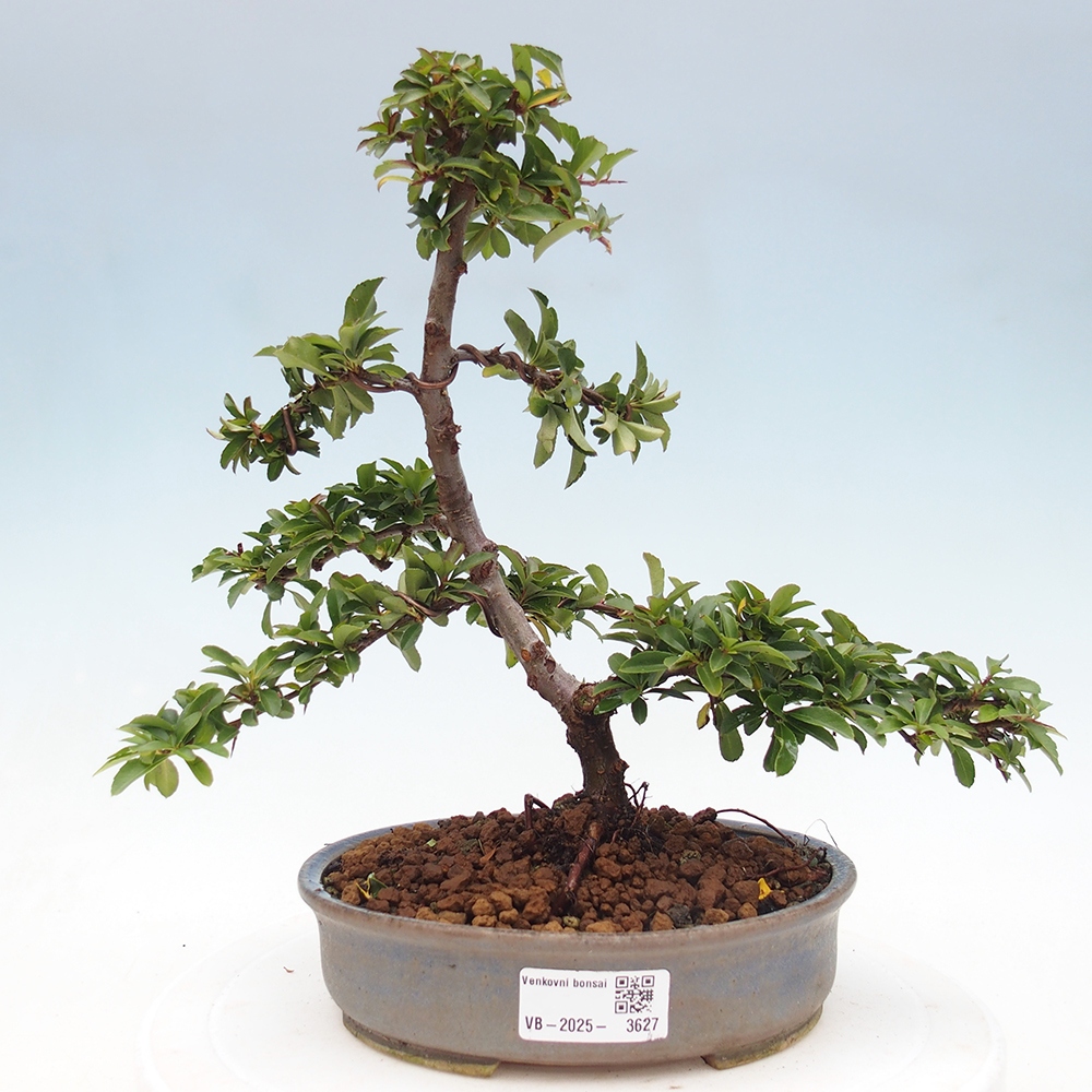 Bonsai da esterno-Pyracantha Teton -Hlox