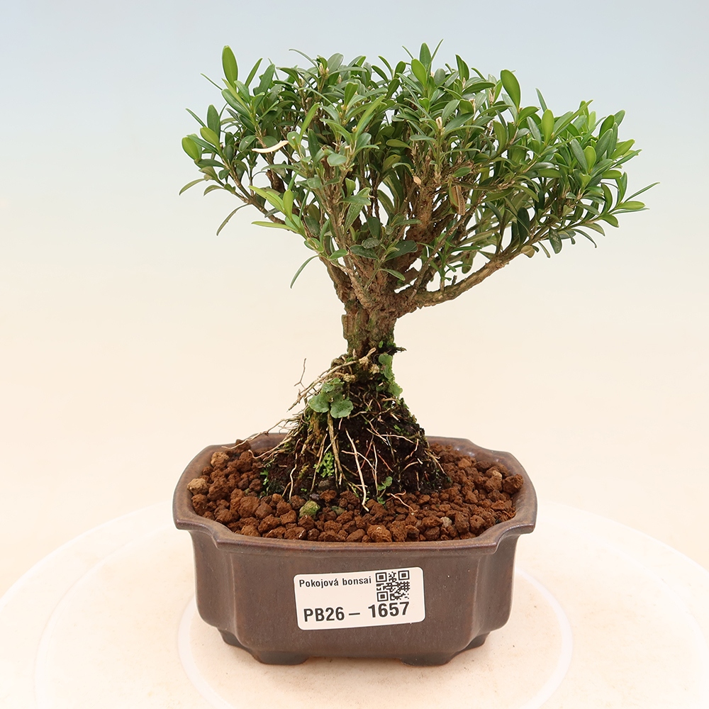 Camera bonsai - Buxus harlandii - buxus da sughero