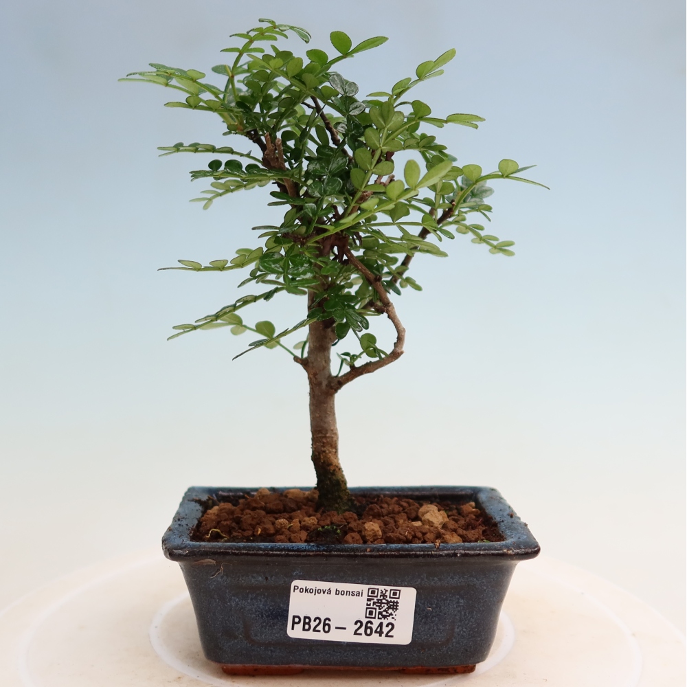 Camera bonsai - Zantoxylum piperitum - albero del pepe