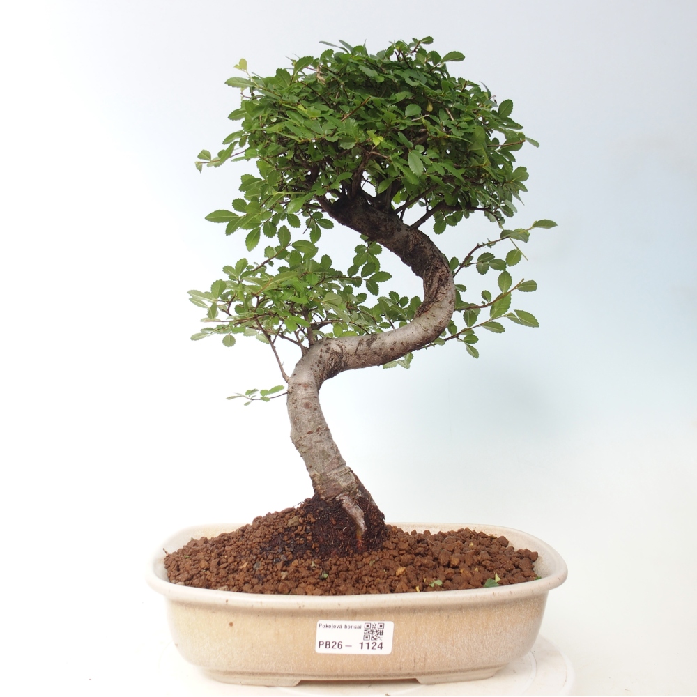 Camera bonsai - Ulmus parvifolia - Olmo a foglie piccole