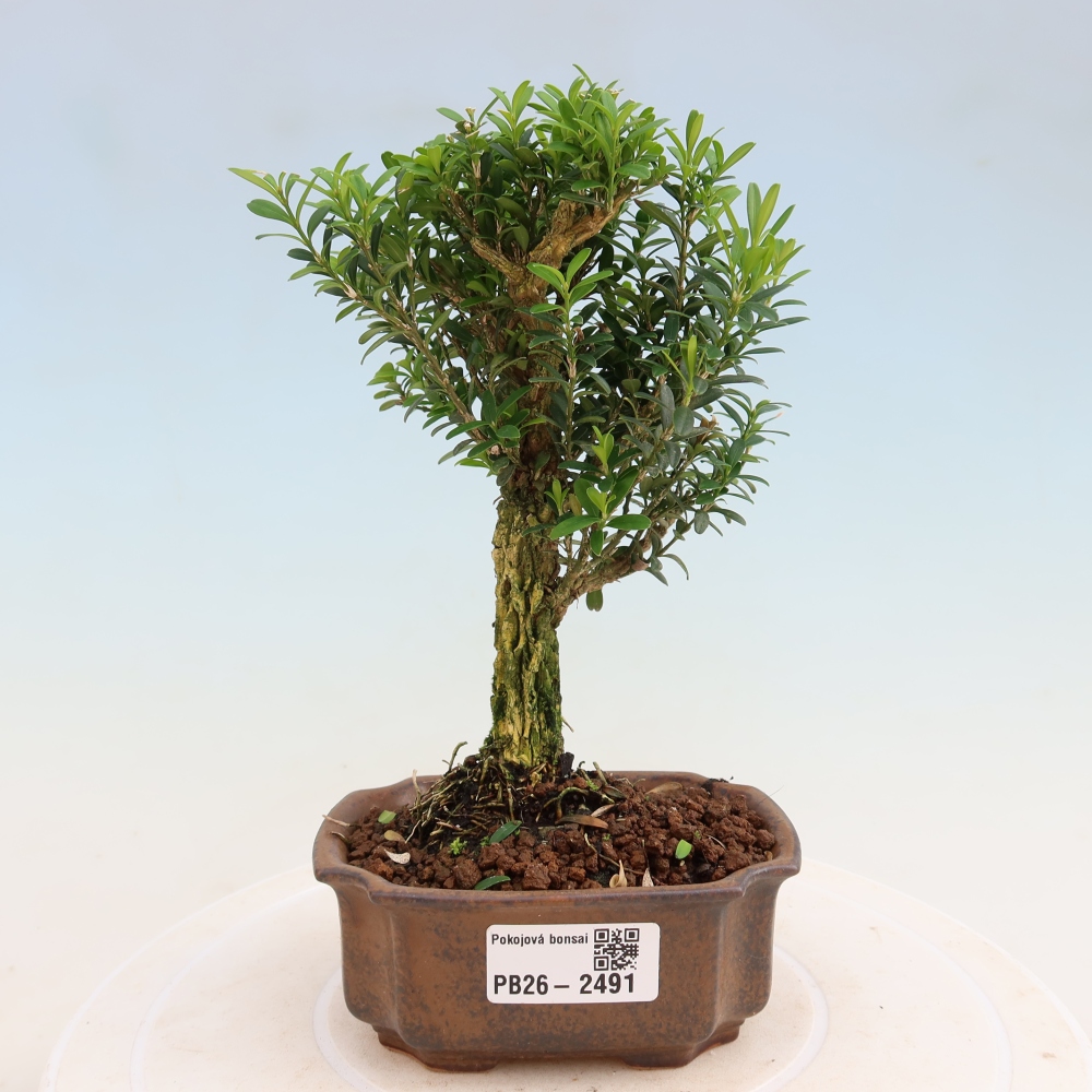 Camera bonsai - Buxus harlandii - buxus da sughero
