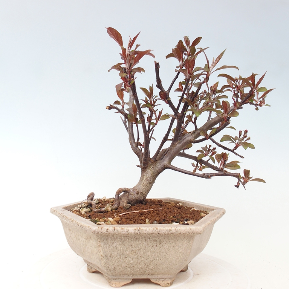 Bonsai da esterno -Malus domestica - Melo a piccoli frutti a foglie rosse
