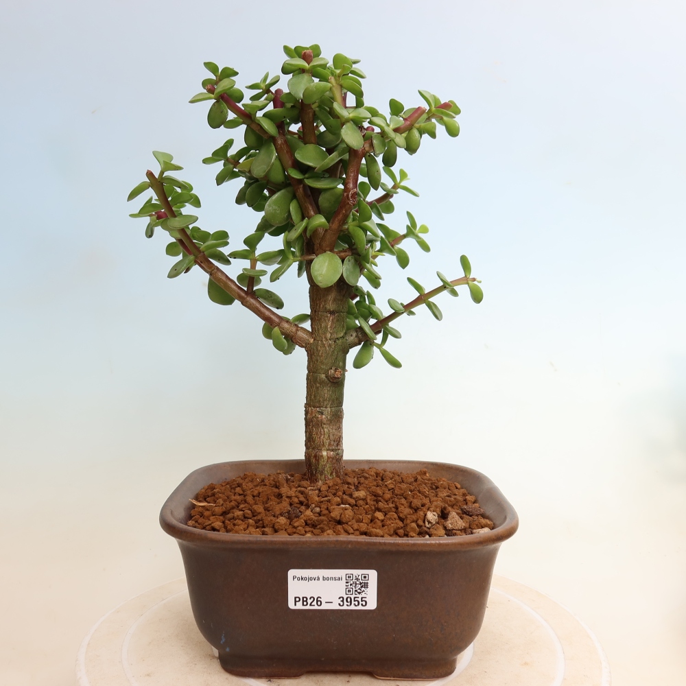 Camera bonsai - Portulakaria Afra - Tlustice