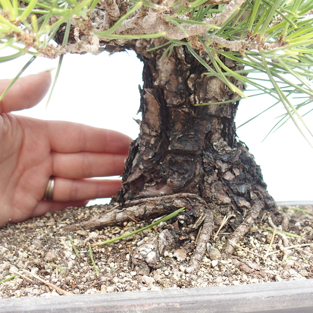 Bonsai da esterno - Pinus thunbergii - Pino di Thunberg